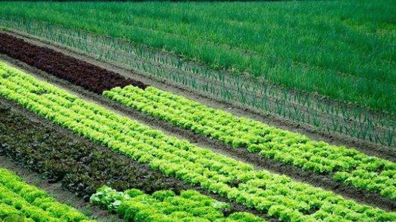 果蔬配送报价单填写规范解析**