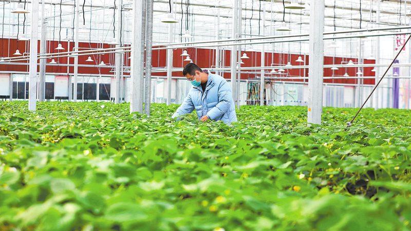 水果种植土壤排水要求：如何确保果实品质与产量