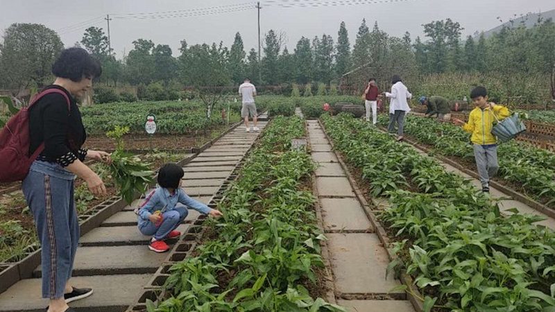 家庭农场大棚建设：如何根据需求选择合适报价**