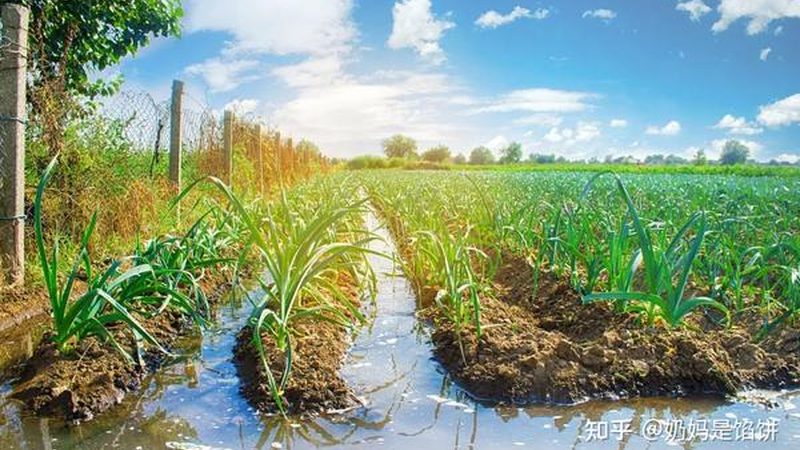 在选择休闲农业公司时，首先要明确排名的标准。以下是一些常见的排名标准：