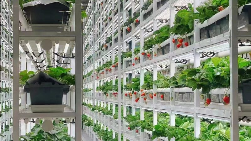 土壤改良，粮食种植的根基